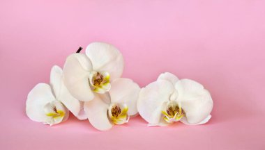 Güzel çiçekler pembe bir kağıtta beyaz orkideler ve metin için boşluk.