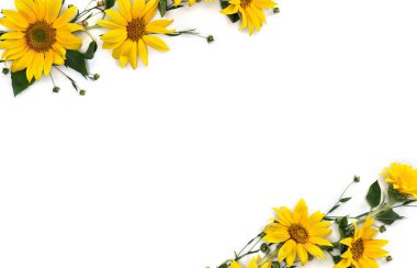 Beyaz arkaplan üzerinde tohum keten (Linum usitatissimum) içeren ayçiçeği ve kapsül çiçekleri. Üst manzara, düz