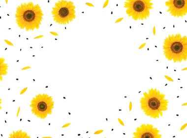 Beyaz arka planda çiçek, taç yaprağı ve tohum ayçiçeği çerçevesi ve metin için yer. Üst manzara, düz uzanma