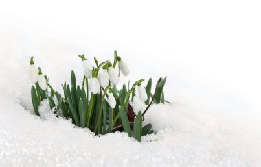 İlkbahar beyaz kardamlaları (Galanthus nivalis) ormanda kar içinde beyaz bir zemin üzerinde metin için alan ile