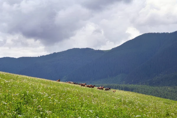Лошади Бегут Лугу Полевыми Цветами Горах Карпатские Горы — стоковое фото