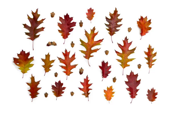 Осенние Дубовые Листья Желуди Белом Фоне Вид Сверху Плоский — стоковое фото
