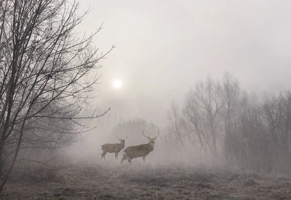 Nascer Sol Início Manhã Com Veados Sika Nevoeiro Entre Árvores — Fotografia de Stock