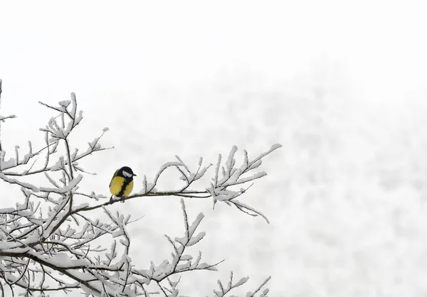 Great Tit Parus Major Sprig Tree Covered Snow Winter Forest — Zdjęcie stockowe