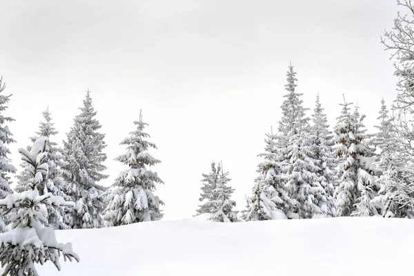 Winterlandschap Van Dennenbos Sneeuw Karpaten — Stockfoto