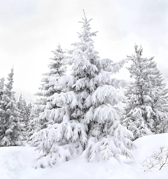 Paisaje Invernal Con Abetos Cubiertos Nieve Bosque Montaña —  Fotos de Stock