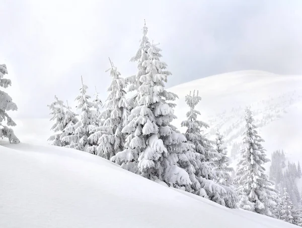 Winterlandschap Van Bergen Met Dennenbos Sneeuw Karpaten — Stockfoto