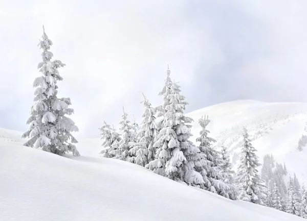 Winterlandschap Van Bergen Met Dennenbos Sneeuw Karpaten — Stockfoto