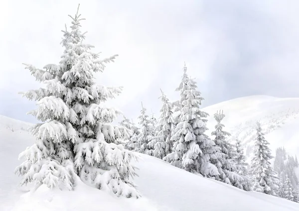 Winterlandschap Van Bergen Met Dennenbos Sneeuw Karpaten — Stockfoto