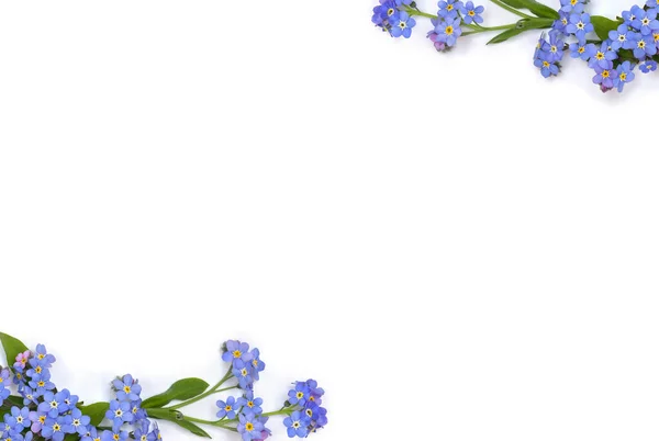 Cadre Fleurs Bleues Forget Nots Graminées Scorpion Sur Fond Blanc — Photo