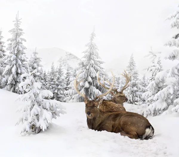 Winter landscape with sika deers ( Cervus nippon, spotted deer ) sitting in the snow in fir forest and glade.