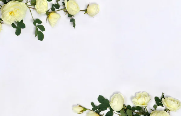 Schöner Rahmen Aus Weißen Rosen Burnet Double White Strauchrose Mit — Stockfoto