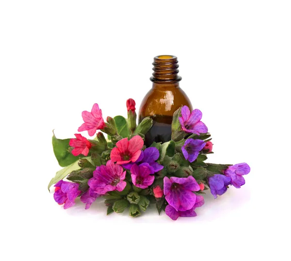 Akciğer otu çiçekleri (Pulmonaria officinalis, yaygın isimler: yaygın akciğer otu, Mary 'nin gözyaşları, Meryem Ana' nın süt damlaları) beyaz bir zemin üzerinde ilaç şişesi ile.