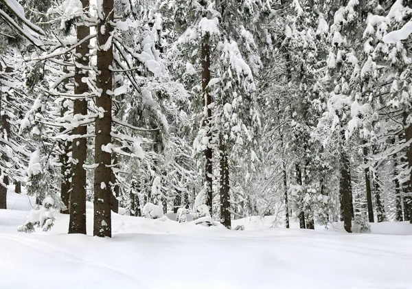 Paisaje Bosque Abeto Invierno Nieve —  Fotos de Stock