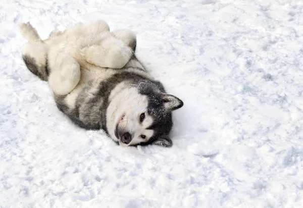 Perro Husky Siberiano Acostado Espalda Sobre Nieve Invierno —  Fotos de Stock