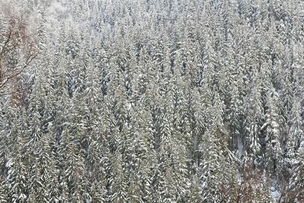 Paysage Hivernal Forêt Sapins Sur Montagne Dans Neige Montagnes Carpates — Photo