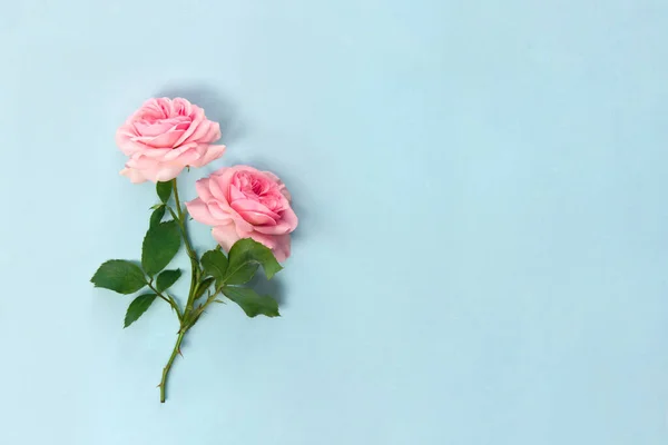 Schöne Blumen Rosa Rosen Auf Blauem Papier Hintergrund Mit Platz — Stockfoto