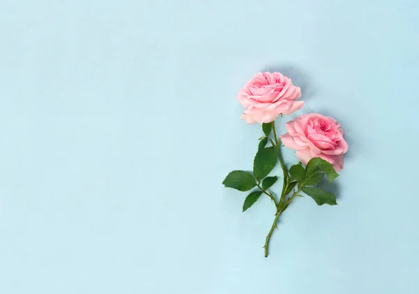 Güzel çiçekler mavi kağıtta pembe güller ve metin için yer var. Üst manzara, düz uzanma