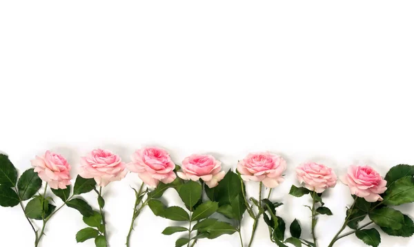 Flores Rosas Rosadas Con Hojas Sobre Fondo Blanco Con Espacio —  Fotos de Stock