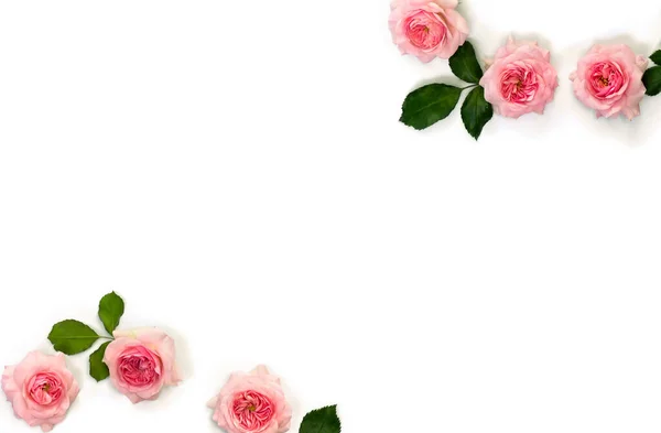 Blumenrahmen Rosa Rosen Mit Blättern Auf Weißem Hintergrund Mit Platz — Stockfoto