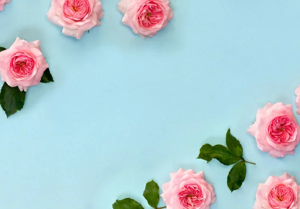 Rahmen Von Blumen Rosa Rosen Auf Blauem Papier Hintergrund Mit — Stockfoto