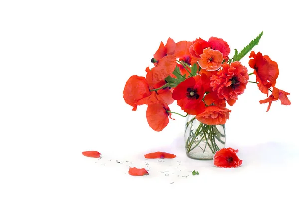 Bouquet of red poppies ( corn poppy, corn rose, field poppy, red weed, coquelicot ) in small vase on white background with space