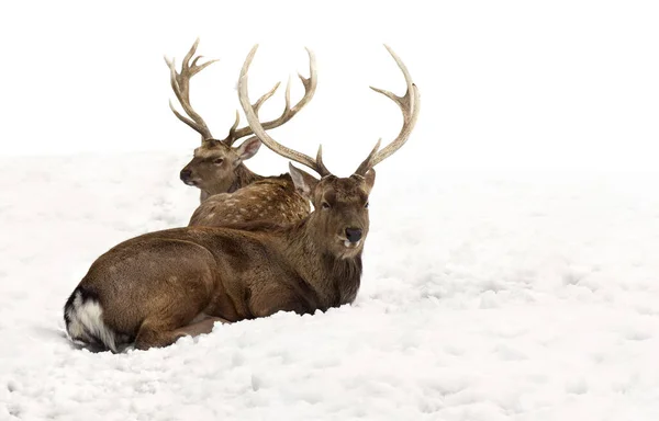 Sika Rådjur Cervus Nippon Fläckig Hjort Sitter Snön Vit Bakgrund — Stockfoto