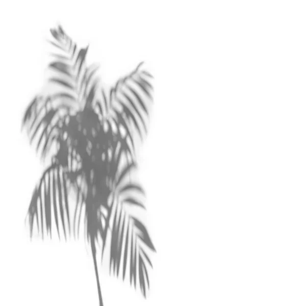 Shadows Tropical Palm Leaves Light Background Top View Flat Lay — Stock Photo, Image