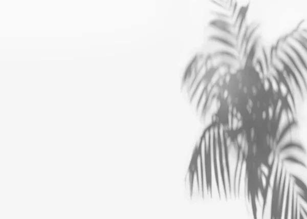 Тіні Тропічних Пальмових Листя Світлому Тлі Вид Зверху Плоска Лежала — стокове фото