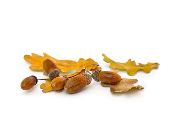Beautiful autumnal oak leaves and acorn on a white background with space for text. Quercus robur, pedunculate oak. — Stock Image Beautiful Autumnal Oak Leaves Acorn White Background Space Text Quercus Stock Photo