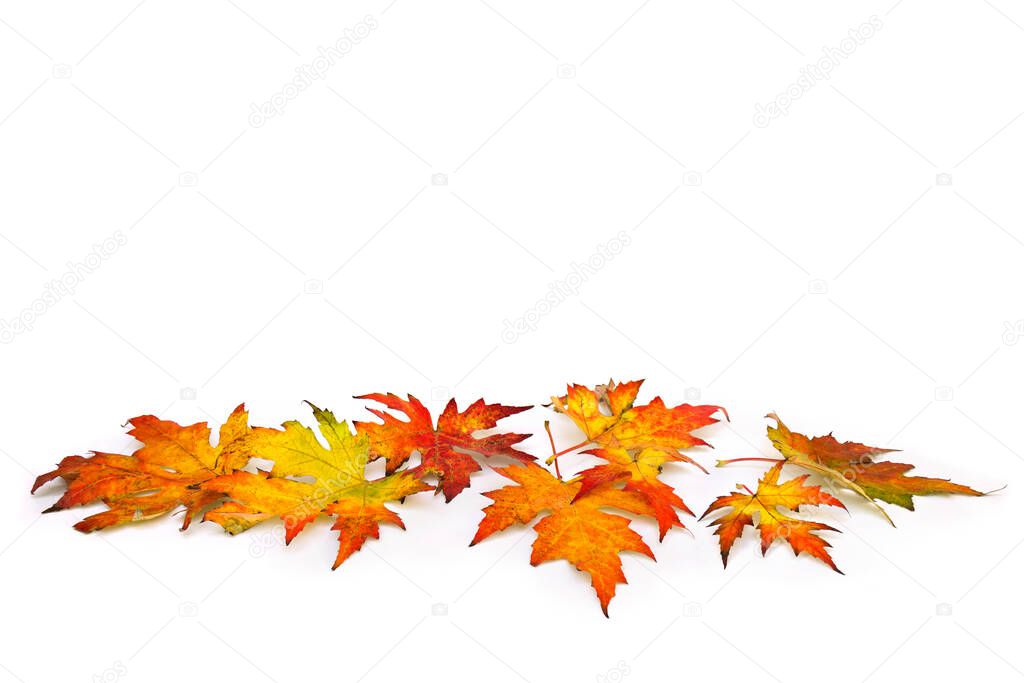 Beautiful autumnal maple leaves on white background with space for text