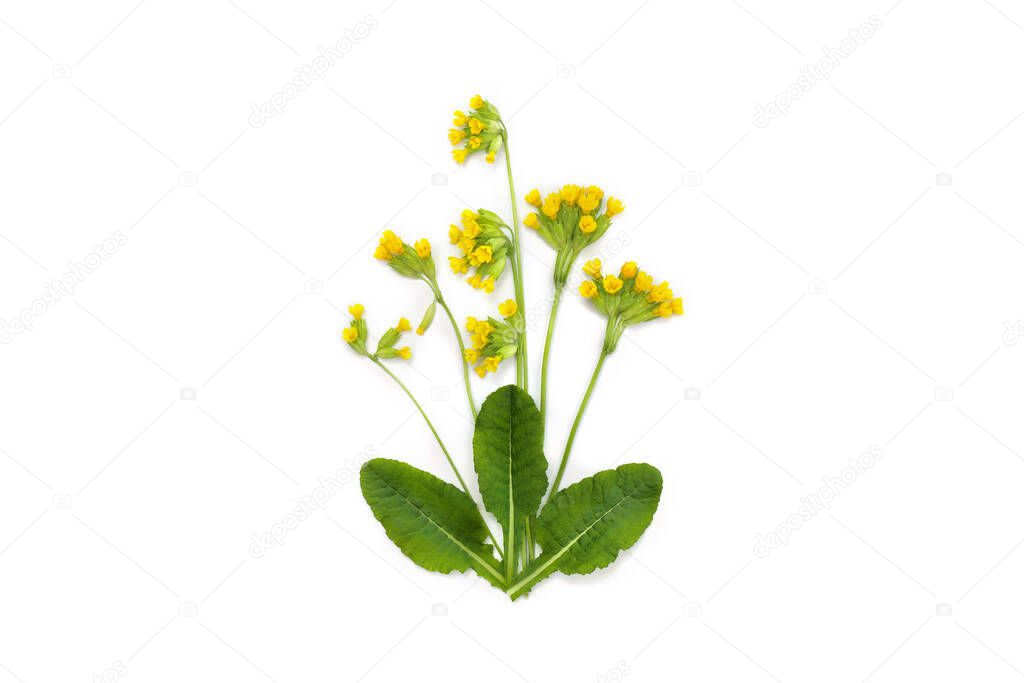 Flowers and leaves Primula veris ( common names: common cowslip, cowslip, petrella, herb peter, paigle, peggle, key flower ) on a white background. Top view, flat lay.