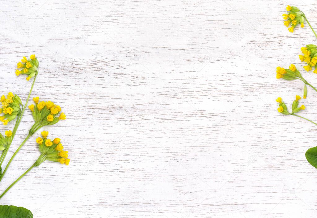 Flowers and leaves Primula veris ( cowslip, petrella, paigle, peggle, Primula officinalis Hill ) on a wooden white background. Top view, flat lay.