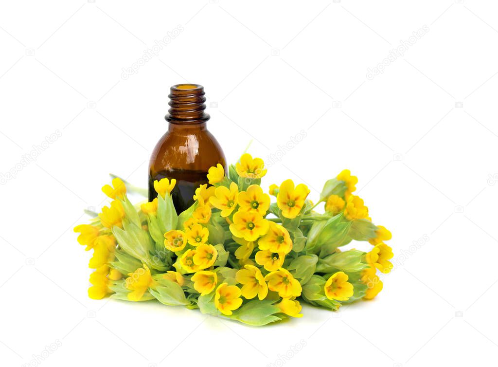 Blooming Primula veris ( common cowslip, cowslip, petrella, herb peter, paigle, peggle, key flower, key of heaven, Primula ) with pharmaceutical bottle on a white background