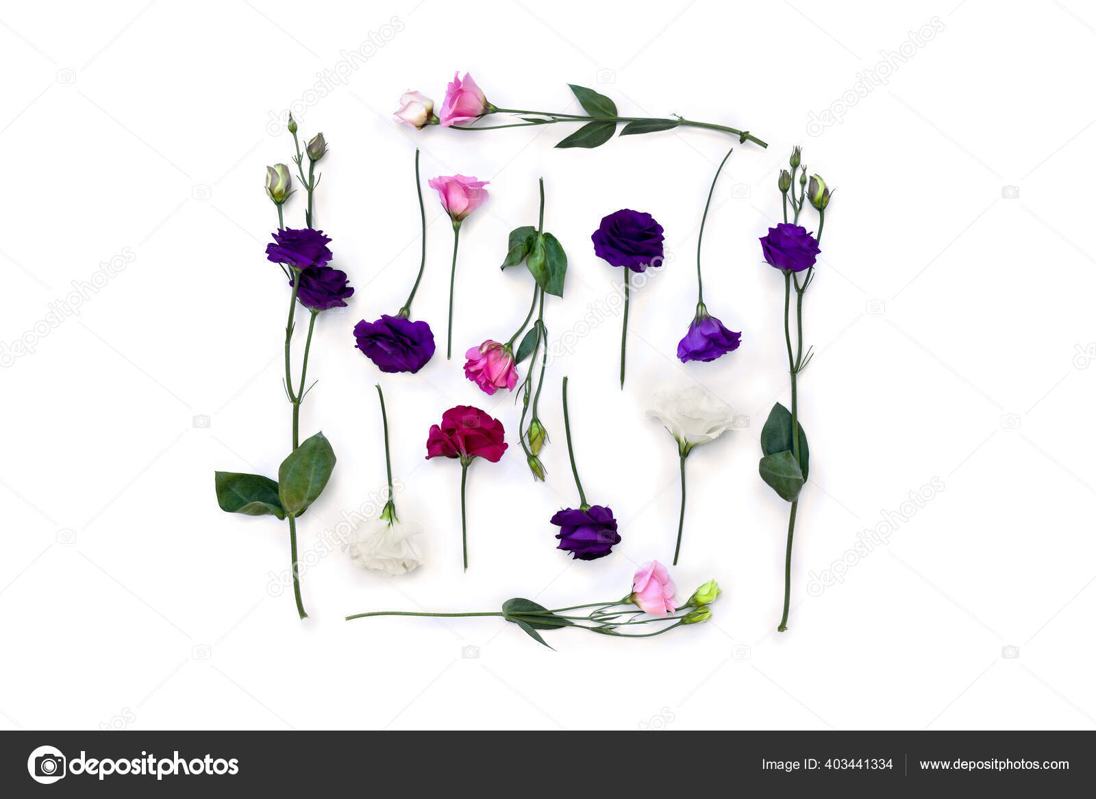 Violeta blanca fotos de stock, imágenes de Violeta blanca sin royalties | Depositphotos Violeta blanca fotos de stock, imágenes de Violeta blanca sin royalties | Depositphotos
