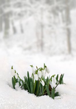 Ormanda kar taneleri (Galanthus nivalis)..