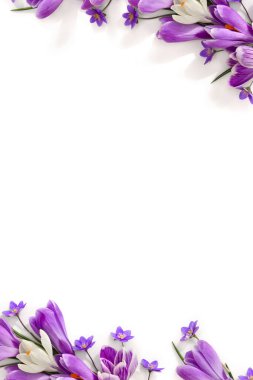 Bahar dekorasyonu. Beyaz arkaplan üzerinde menekşe ve beyaz timsah ve çiçek hepatikası (karaciğer yaprağı veya karaciğer otu) çerçevesi ve metin için boşluk. Üst manzara, düz uzanma