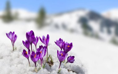 Çiçeklerin açtığı bahar manzarası, karla kaplı dağlarda Crocus heuffelianus (Crocus heuffelianus). Karpat Dağları