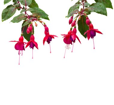 Fuchsia triphylla kırmızı pembe çiçekler yağmur sırasında beyaz zemin üzerinde damlalar ve metin için boşluk