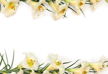 Beyaz arkaplanda beyaz zambak çerçevesi (Lilium) ve metin için boşluk. Üst manzara, düz uzanma