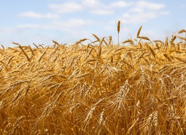 Arkaplan bulutlu gökyüzünde hasat dönemindeki tarla buğdayı.