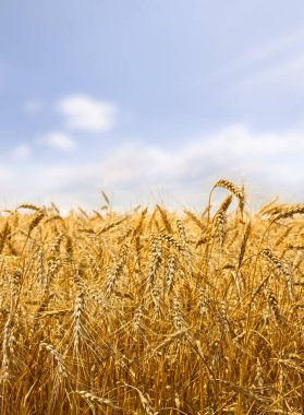 Arkaplan bulutlu gökyüzünde hasat dönemindeki tarla buğdayı.