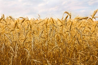 Arkaplan bulutlu gökyüzünde hasat dönemindeki tarla buğdayı.