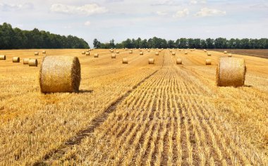 Arkaplanda hasat sonrası saman balyalarıyla dolu bir tarla..