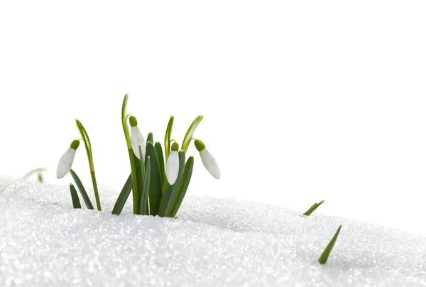 Wiosenne Białe Krople Śniegu Galanthus Nivalis Śniegu Lesie Białym Tle — Zdjęcie stockowe