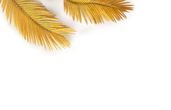 テキストのためのスペースと白い背景に熱帯黄金の葉のヤシの木 トップビュー フラットレイアウト — ストック写真