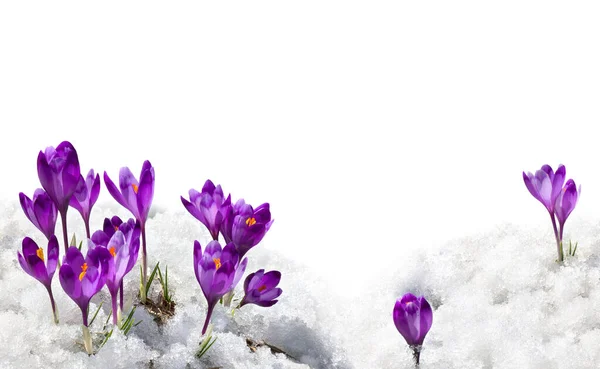 春天的雪花 紫色的番石榴 Crocus Heuffelianus 在雪地里 白色的背景上 有文字的空间 — 图库照片