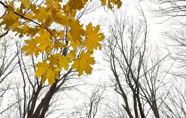 Δέντρα Και Φύλλα Σφενδάμου Φθινοπωρινό Κίτρινο Δάσος Φθινόπωρο — Φωτογραφία Αρχείου