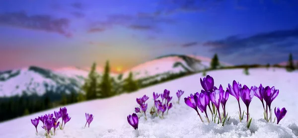 İlkbahar manzarası yükselen güneş ve çiçek açan çiçekler karla kaplı dağlarda Crocus heuffelianus (Crocus heuffelianus).