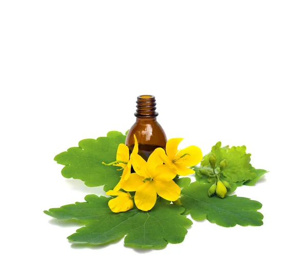 Blüten Und Blätter Schöllkraut Chelidonium Majus Mit Pharmaflasche Auf Weißem — Stockfoto